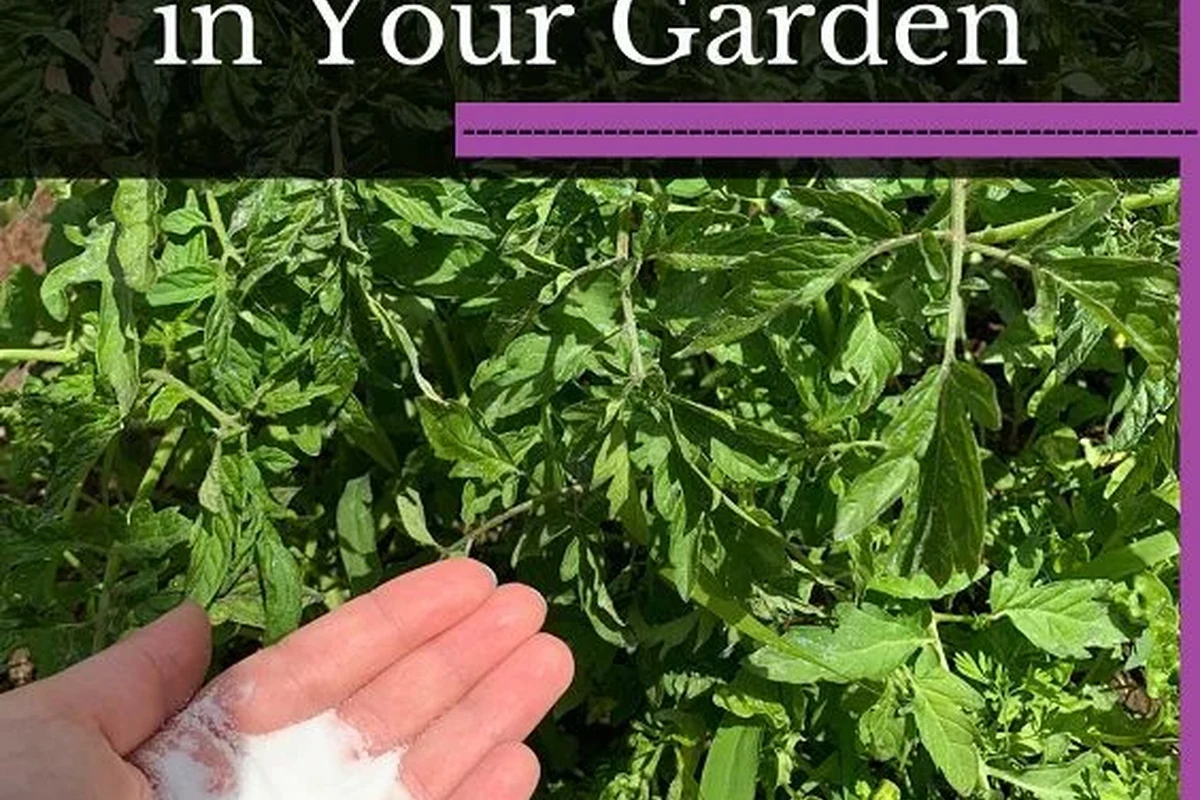 Gardener spraying baking soda solution on leaves beside garden tools and pots