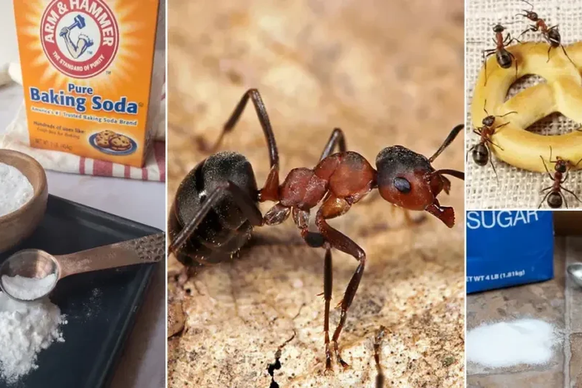 Homemade ant trap with baking soda and sugar near a kitchen baseboard