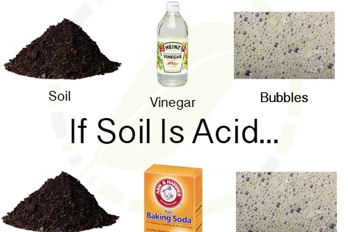 Baking soda and acidic baking ingredients arranged on a kitchen counter