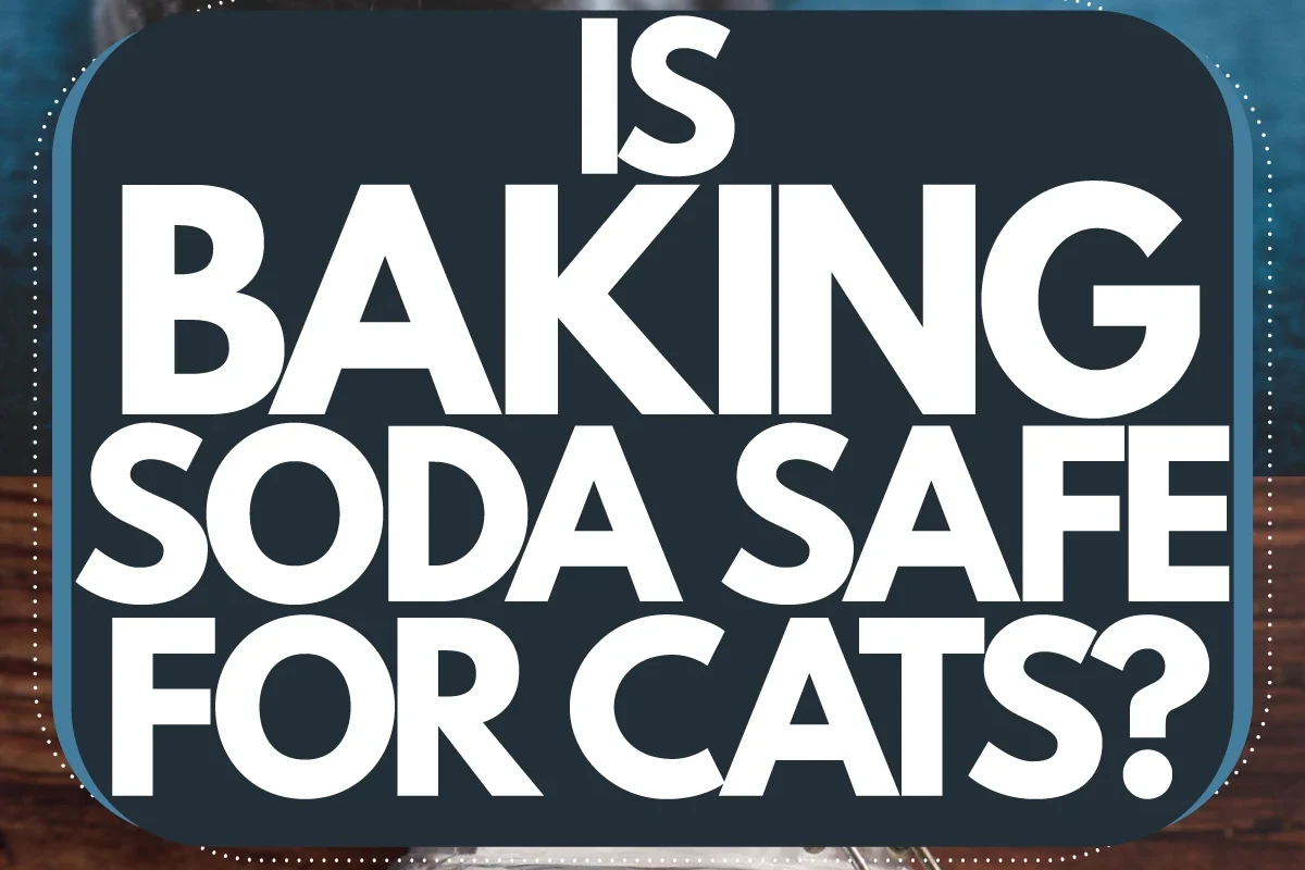 Is Baking Soda Bad for Cats What Every Owner Should Know