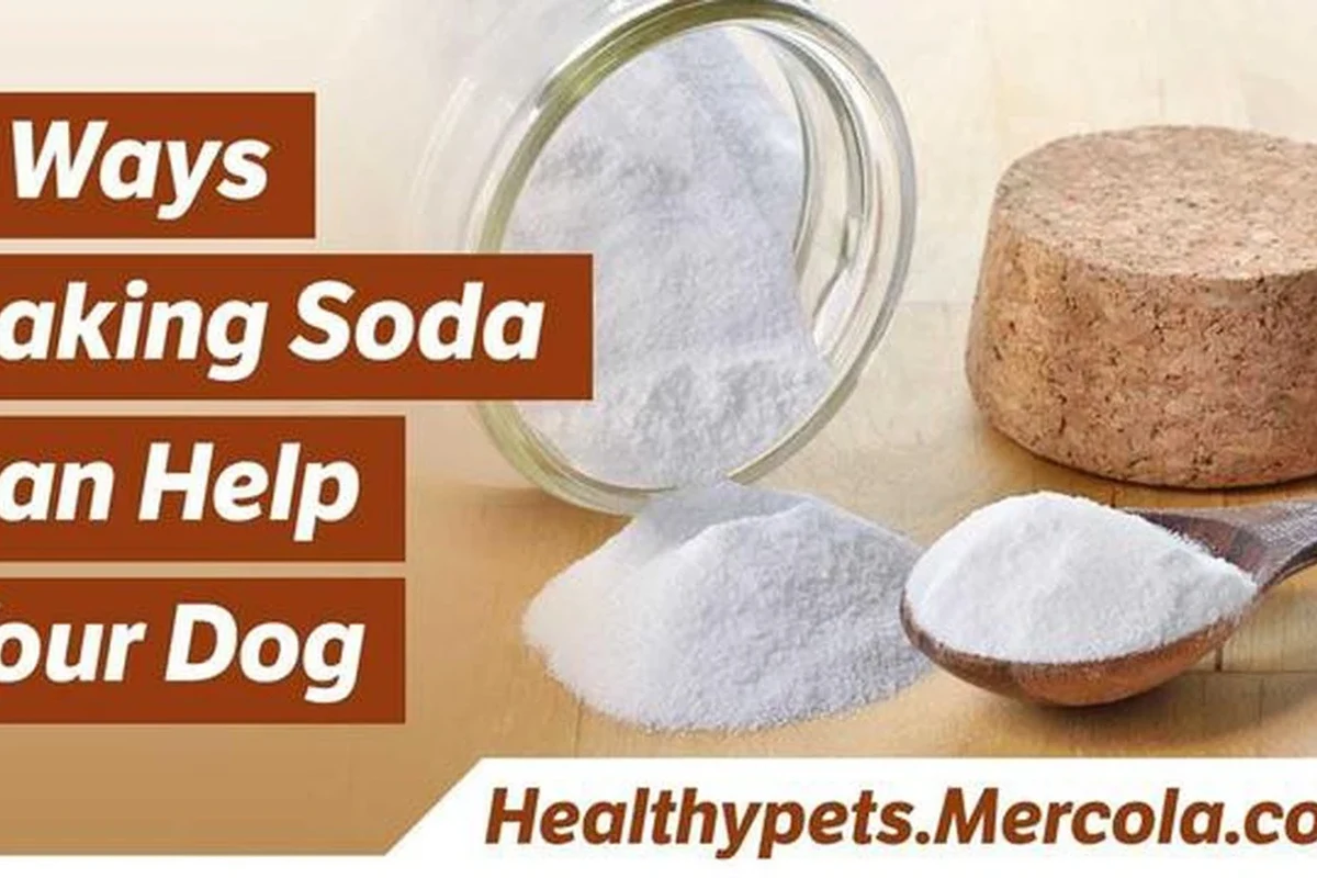 Dog being gently bathed with baking soda solution for odor and mild itch relief