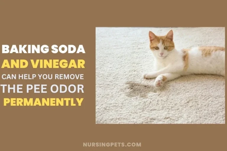 Baking Soda Cat Pee Removal Tips That Really Work