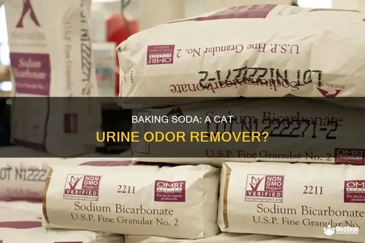 Baking soda sprinkled on a carpet spot for cat urine odor removal
