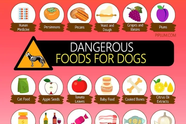 Is Baking Soda Dangerous for Dogs What Pet Owners Need to Know