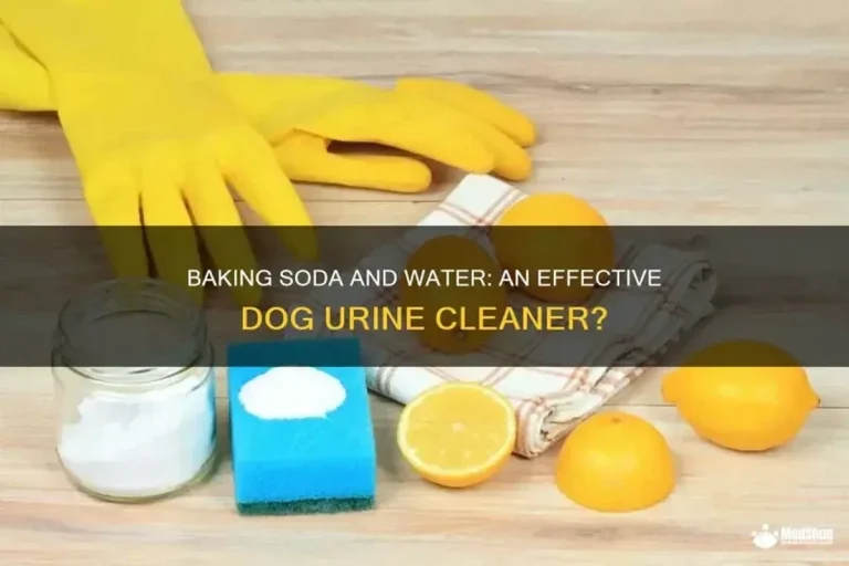 Baking Soda Dog Urine Cleanup Tips That Really Work