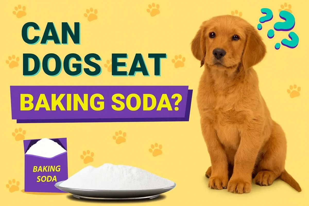 Is Baking Soda Safe for Dogs What Pet Owners Need to Know