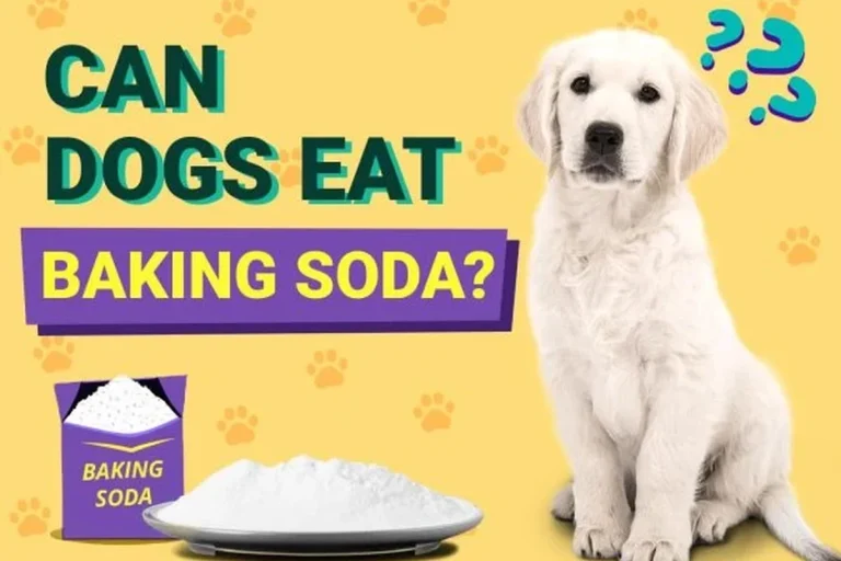 Is Baking Soda Safe for Dogs What Pet Owners Need to Know