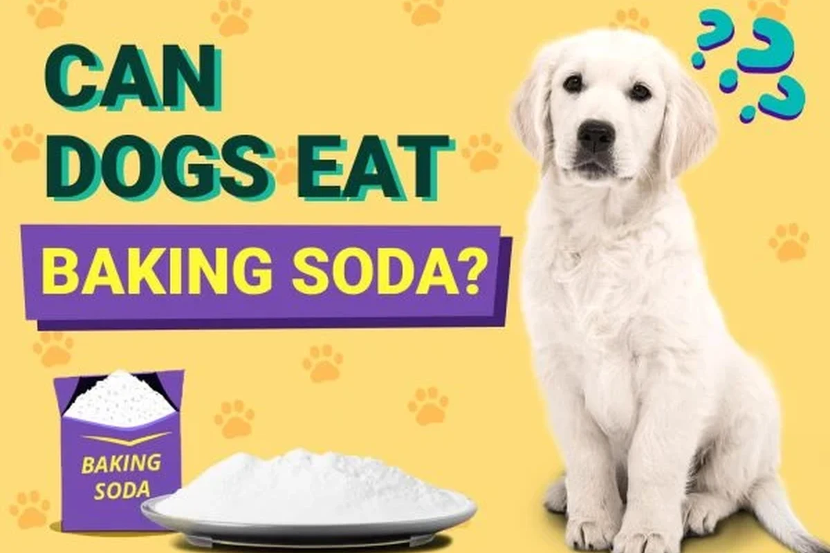 Dog near a sealed baking soda container in a clean kitchen