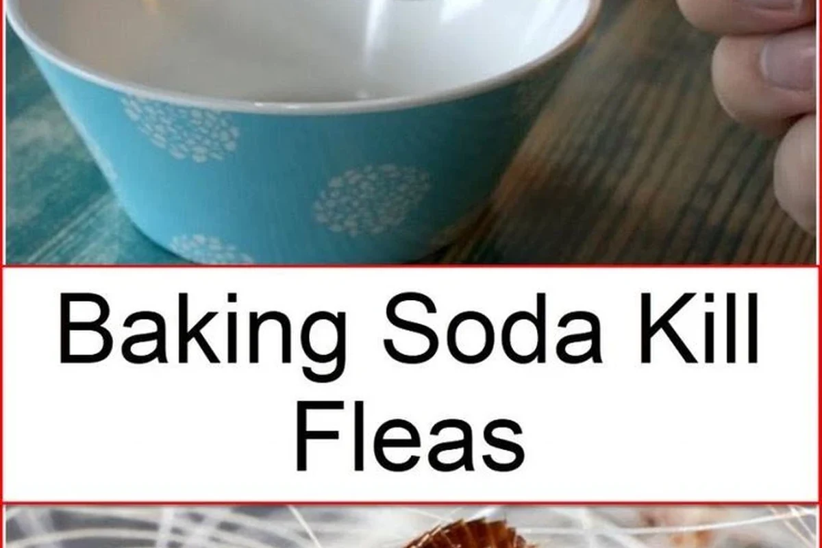 Homeowner sprinkling baking soda on carpet near pet bedding for flea cleanup