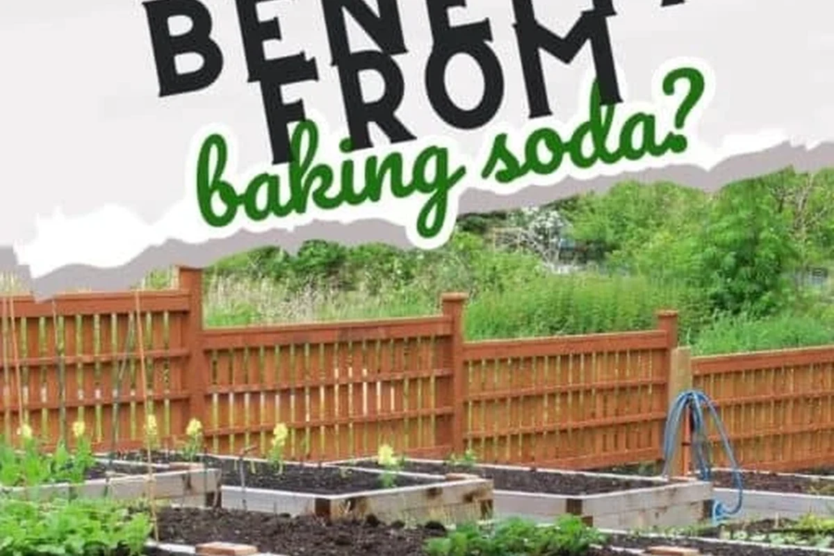 Gardener spraying a mild baking soda solution on powdery mildew affected plant leaves
