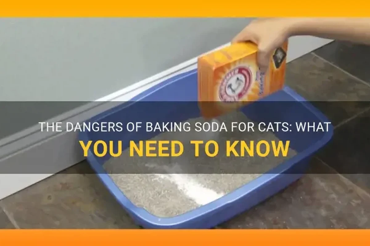 Cat near a kitchen counter with a sealed baking soda container and cleaning cloth