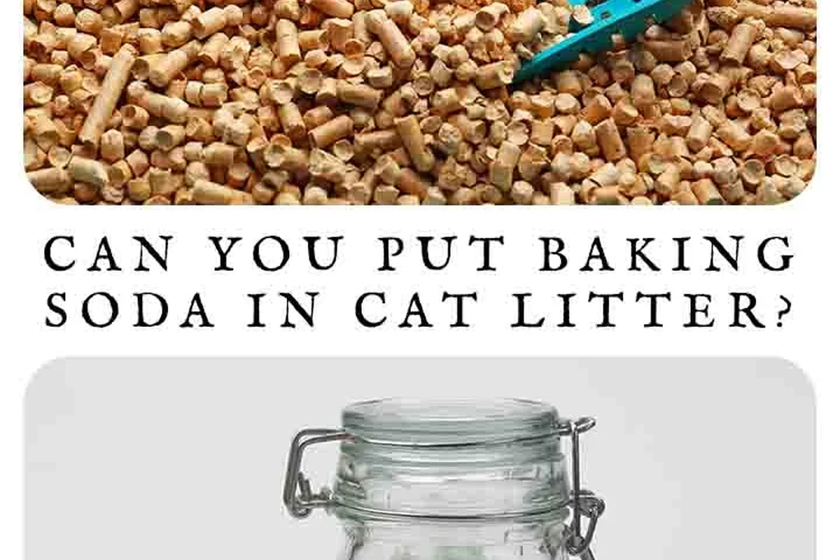 Cat litter box with baking soda mixed into fresh litter for odor control