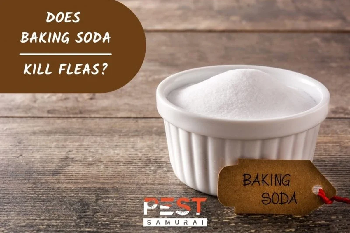 Can Baking Soda Kill Fleas Safe Effective Tips Explained