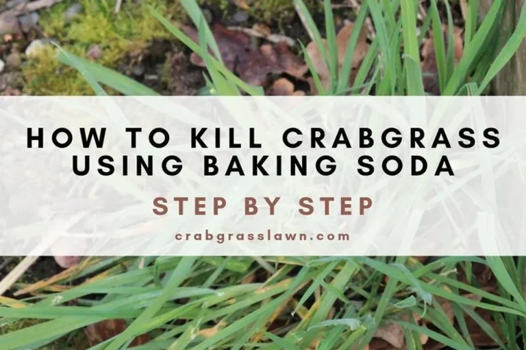 Does Baking Soda Kill Grass Safe Lawn Truth Explained