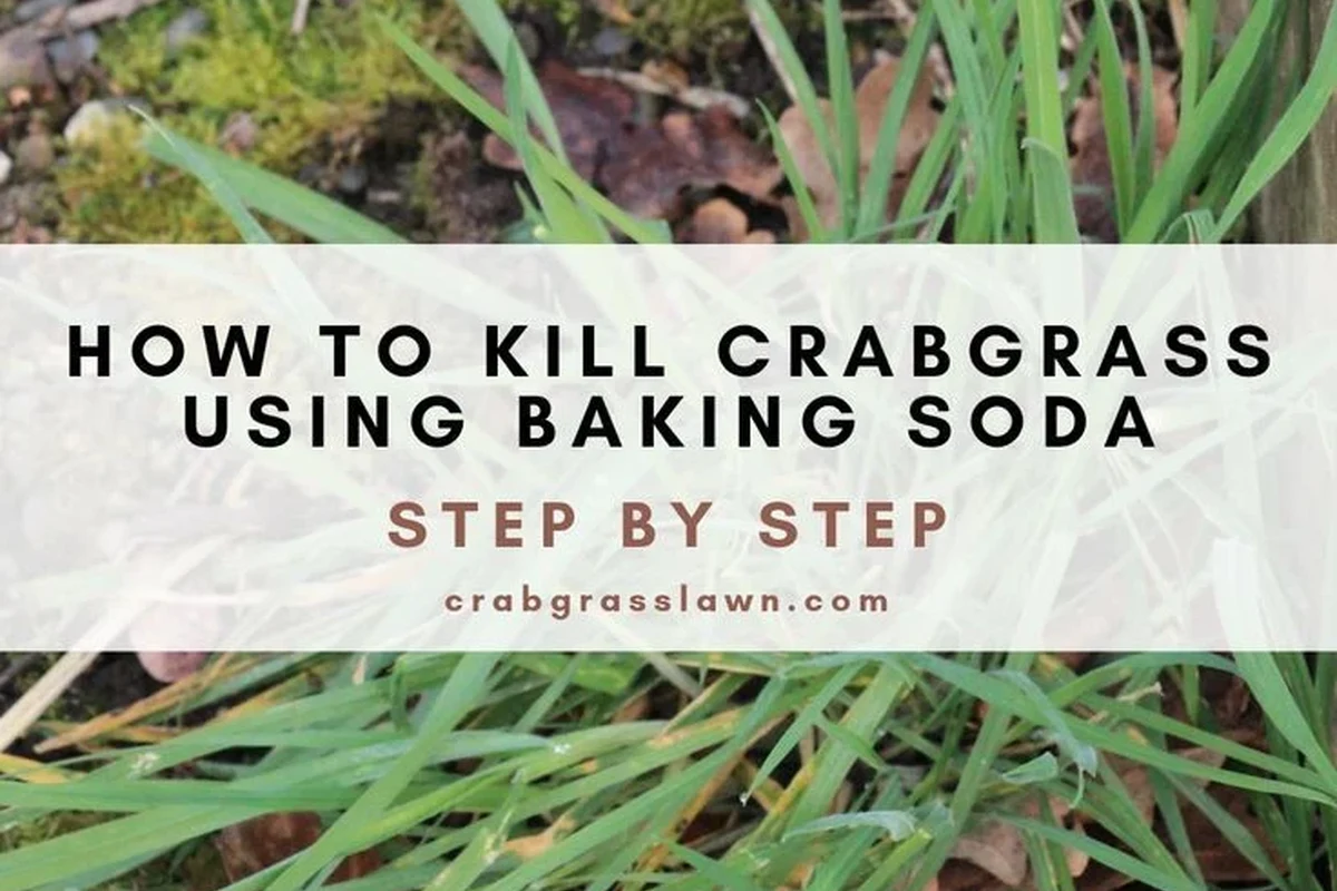 Baking soda spilled on grass near a lawn edge and patio