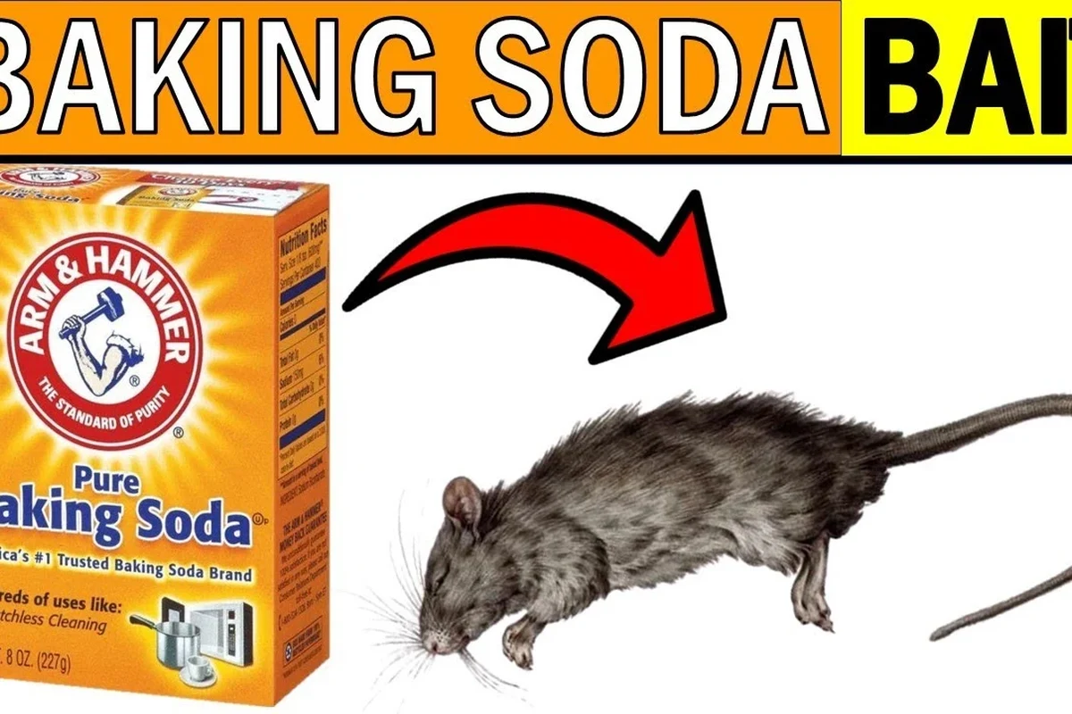 Kitchen safety scene showing rat control concerns near pantry and baking soda