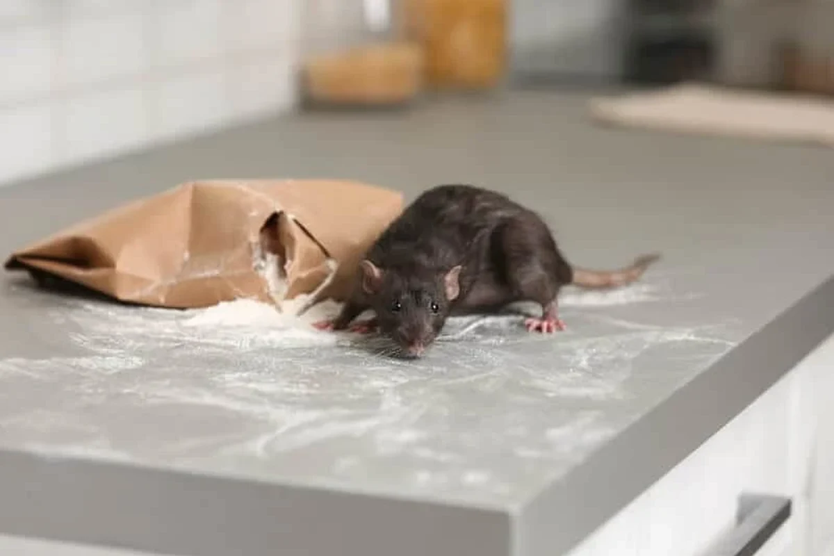 Kitchen scene showing baking soda near sealed pantry containers with rat prevention context