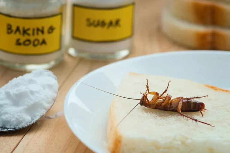 Does Baking Soda Kill Roaches What Really Works