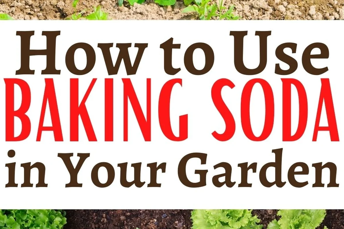Baking soda sprinkled on weeds growing in a driveway crack