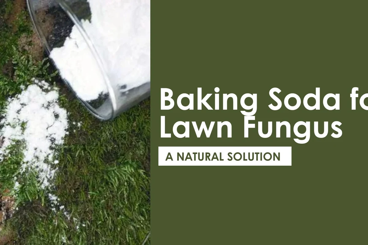 Homeowner spraying baking soda solution on a small patch of lawn fungus