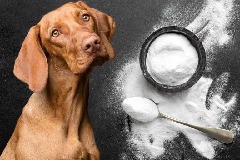 Is Baking Soda Ok for Dogs Safe Uses and Risks