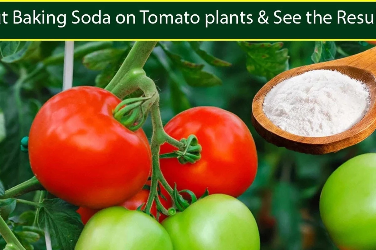 Garden tomatoes with a light baking soda spray bottle nearby for plant care