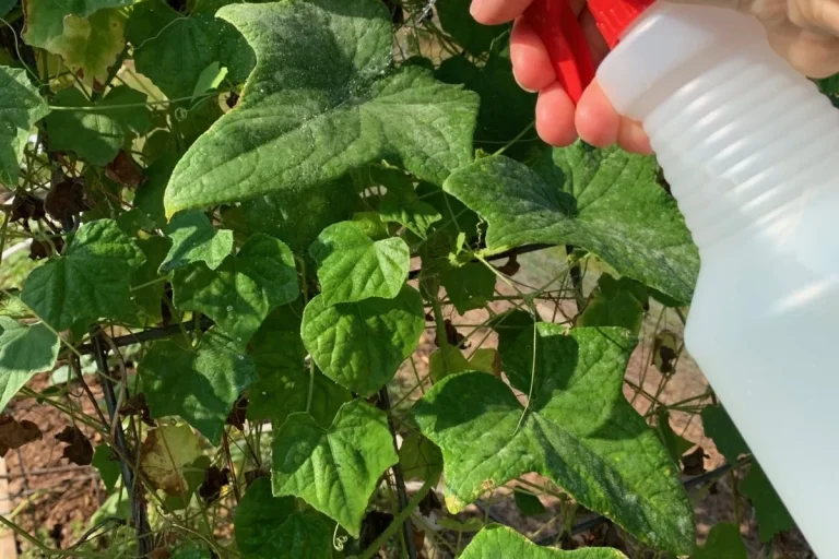 Baking Soda Powdery Mildew Treatment That Really Works