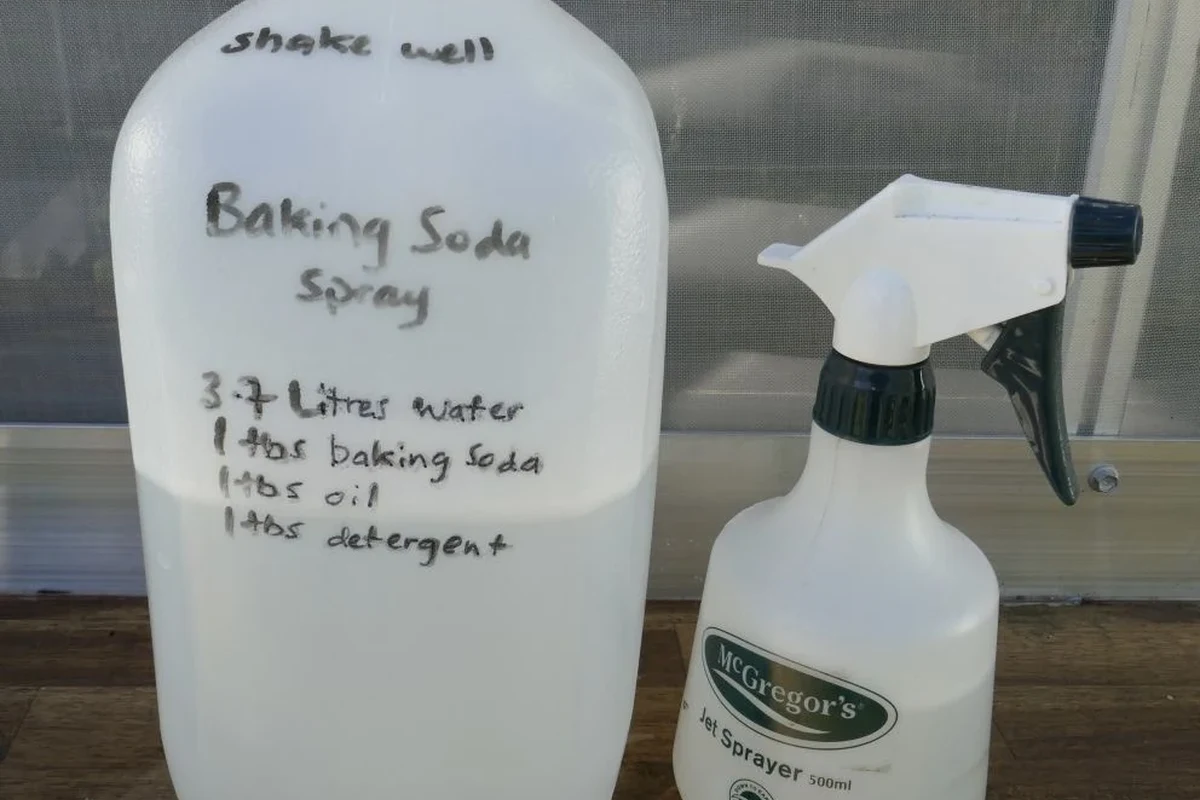 Baking soda sprinkled on weeds growing between driveway cracks