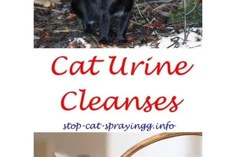 Cat Pee Vinegar Baking Soda Fixes That Really Work