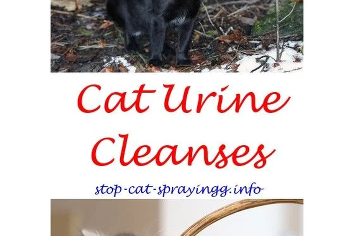 Cat Pee Vinegar Baking Soda Fixes That Really Work