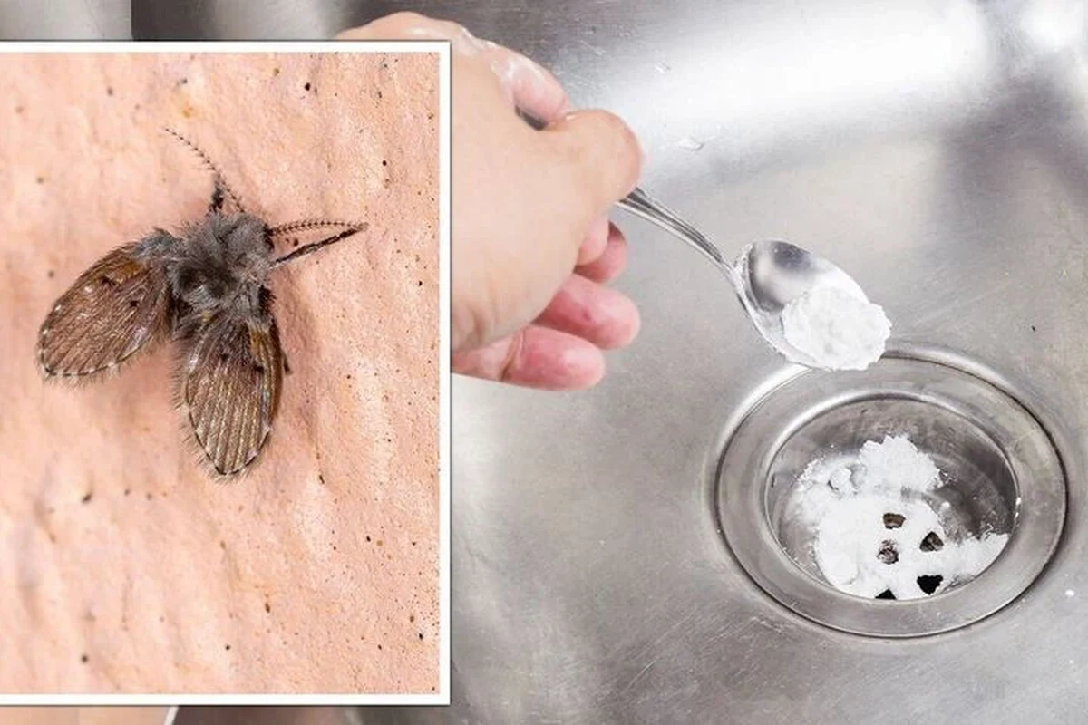 Kitchen sink drain with baking soda and vinegar cleaning for drain flies