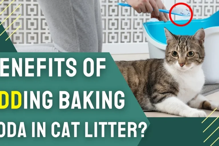 Can You Put Baking Soda in Cat Litter for Odor Control